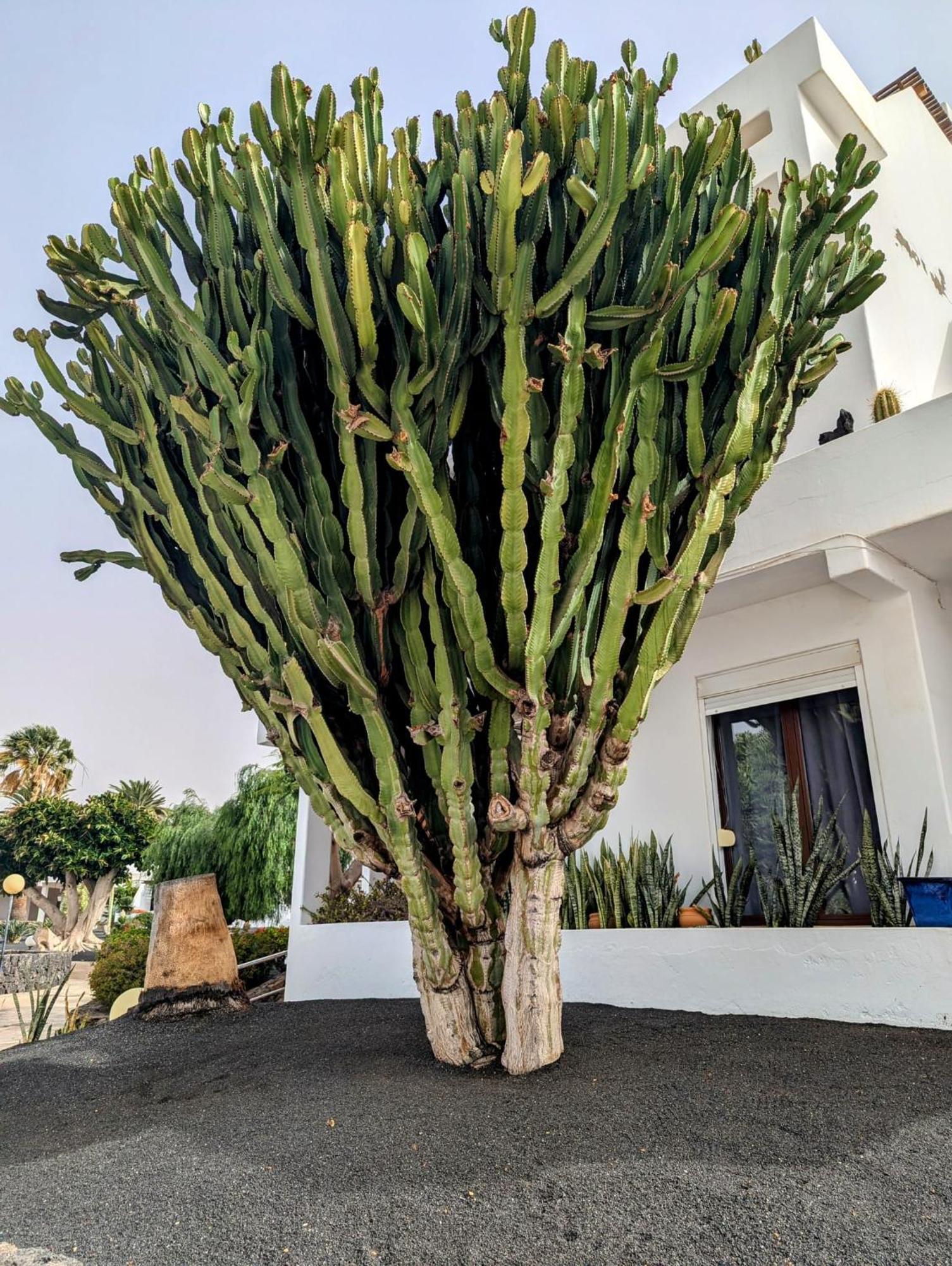 Charming Flat In Los Molinos With Terrace & Pools, Near Playa Bastian Costa Teguise Exterior foto